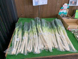 6月28日　本日のおすすめ