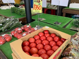 4月16日　本日の野菜